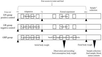 Influence of probiotic supplementation on the growth performance, plasma variables, and ruminal bacterial community of growth-retarded lamb